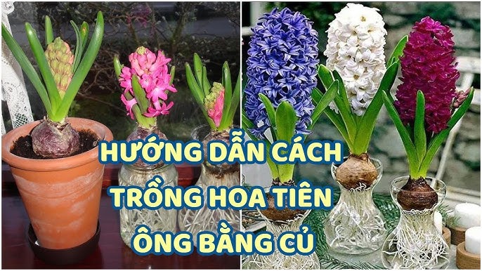 Cách Trồng Củ Tiên Ông Thủy Canh: Kỹ Thuật Chống Thối Củ Và Chăm Sóc Đúng Cách.