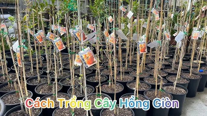 Mô hình trồng cây cam xoàn đạt năng suất cao tại vườn