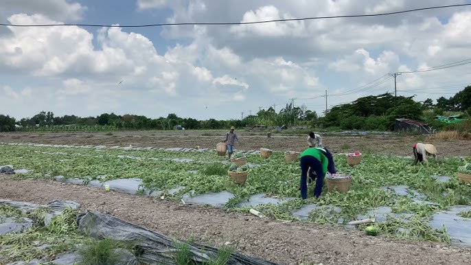 Kỹ Thuật Trồng Dưa Hấu Khổng Lồ Đạt Năng Suất Cao Nhất