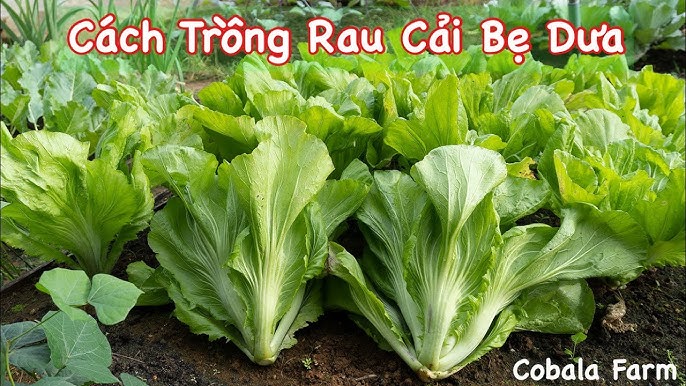 Cách Trồng Cải Bẹ Ngọt Thủy Canh Năng Suất Cao Ngay Tại Nhà
