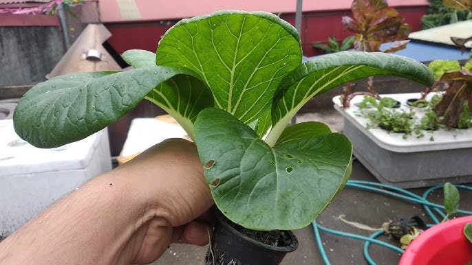 Cách Trồng Cải Bẹ Ngọt Thủy Canh Năng Suất Cao Ngay Tại Nhà