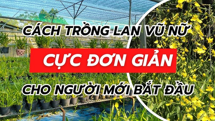 Cách Trồng Cây Hoa Chiều Tím Thành Công Cho Người Mới Bắt Đầu