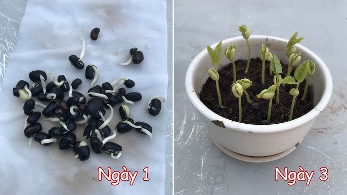Cách Trồng Rau Mầm Đậu Xanh Năng Suất Cao Ngay Tại Nhà