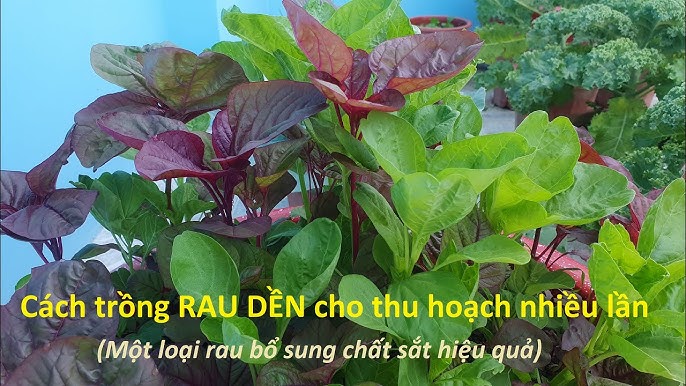 Cách Trồng Cây Na Thái: Kỹ Thuật Chi Tiết Từ Giống Đến Thu Hoạch