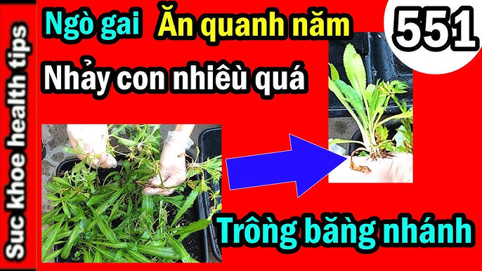 Cách Trồng Ngò Gai Tại Nhà: Hướng Dẫn Kỹ Thuật Cho Cây Xanh Tốt Quanh Năm