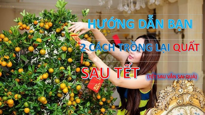 Cách Trồng Cây Bí Kỳ Nam: Hướng Dẫn Kỹ Thuật Canh Tác Chi Tiết Từ A Đến Z