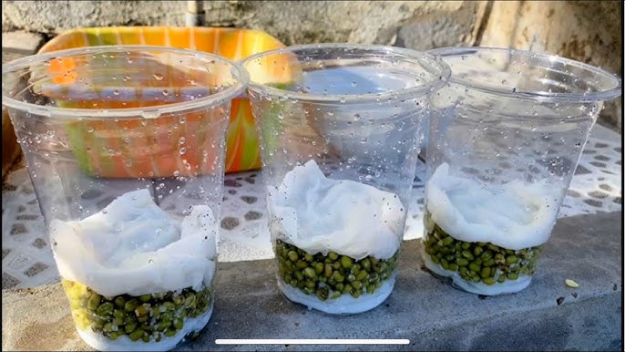 Cách Trồng Giá Bằng Bông Gòn Đạt Năng Suất Cao Ngay Tại Nhà