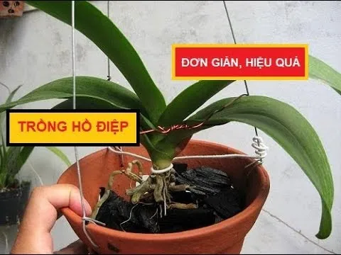 Cách Trồng Lan Hồ Điệp Sau Chơi Tết Đạt Chuẩn Chuyên Gia Toàn Diện