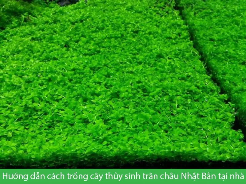 Cây trân châu Nhật Bản bò thành thảm xanh trong hồ thủy sinh đẹp mắt