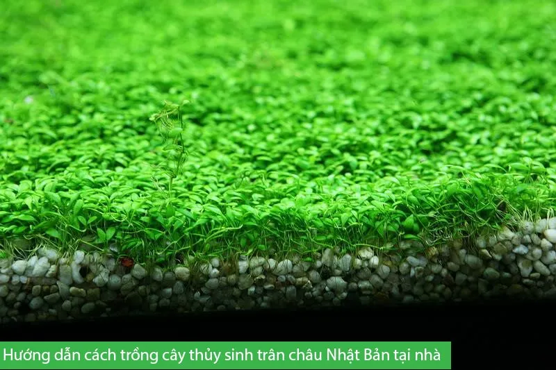 Kỹ thuật cấy từng cụm trân châu Nhật xuống nền để tạo thảm