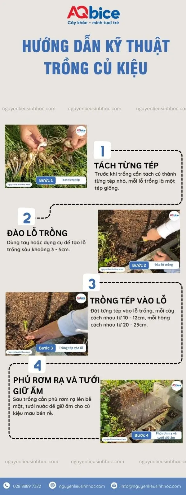 Hướng dẫn chi tiết các bước thực hiện cách trồng củ kiệu đúng kỹ thuật trong vườn