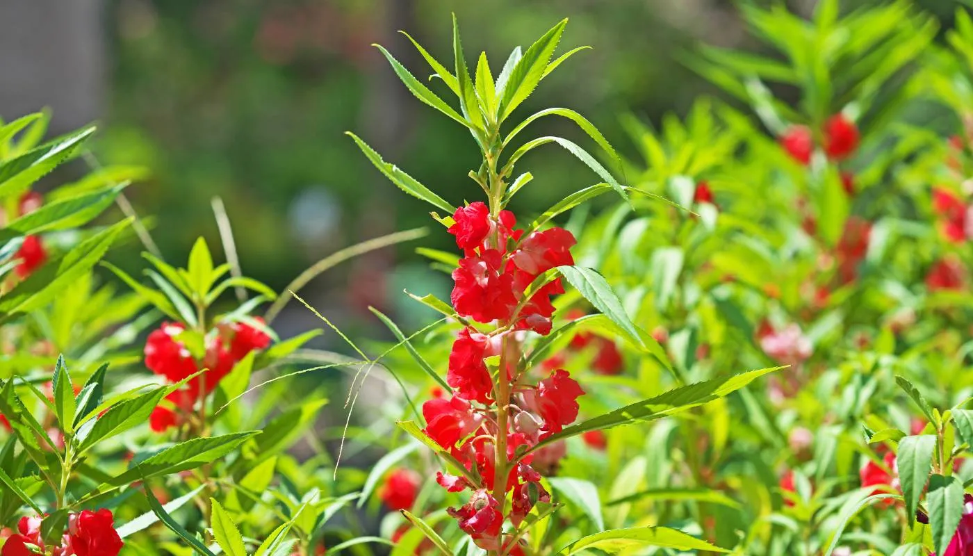 Quy trình gieo hạt và trồng hoa móng tay đúng chuẩn