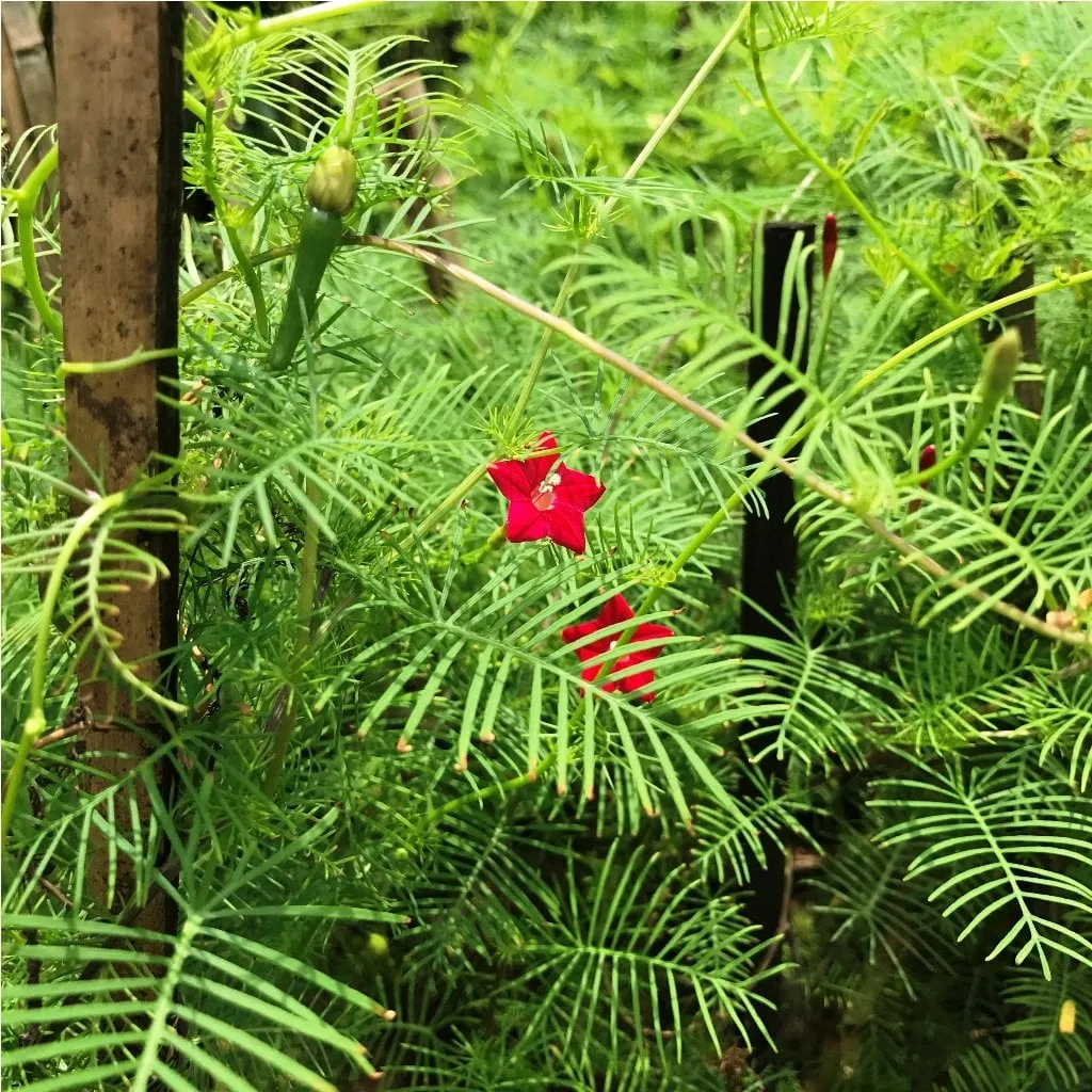 Giàn hoa tóc tiên leo rực rỡ và làm đẹp không gian sống