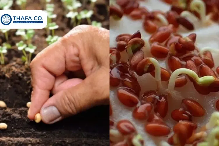 Hướng dẫn kỹ thuật trồng ngô bằng hạt để đạt năng suất cao