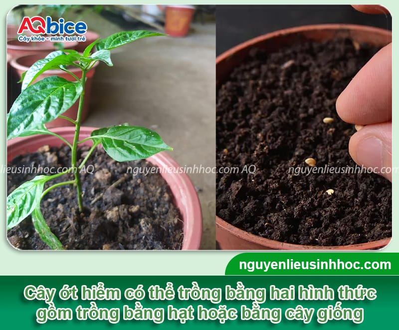 Cách Trồng Nho Kẹo Tại Nhà: Hướng Dẫn Kỹ Thuật Chi Tiết Cho Trái Sai Quanh Năm