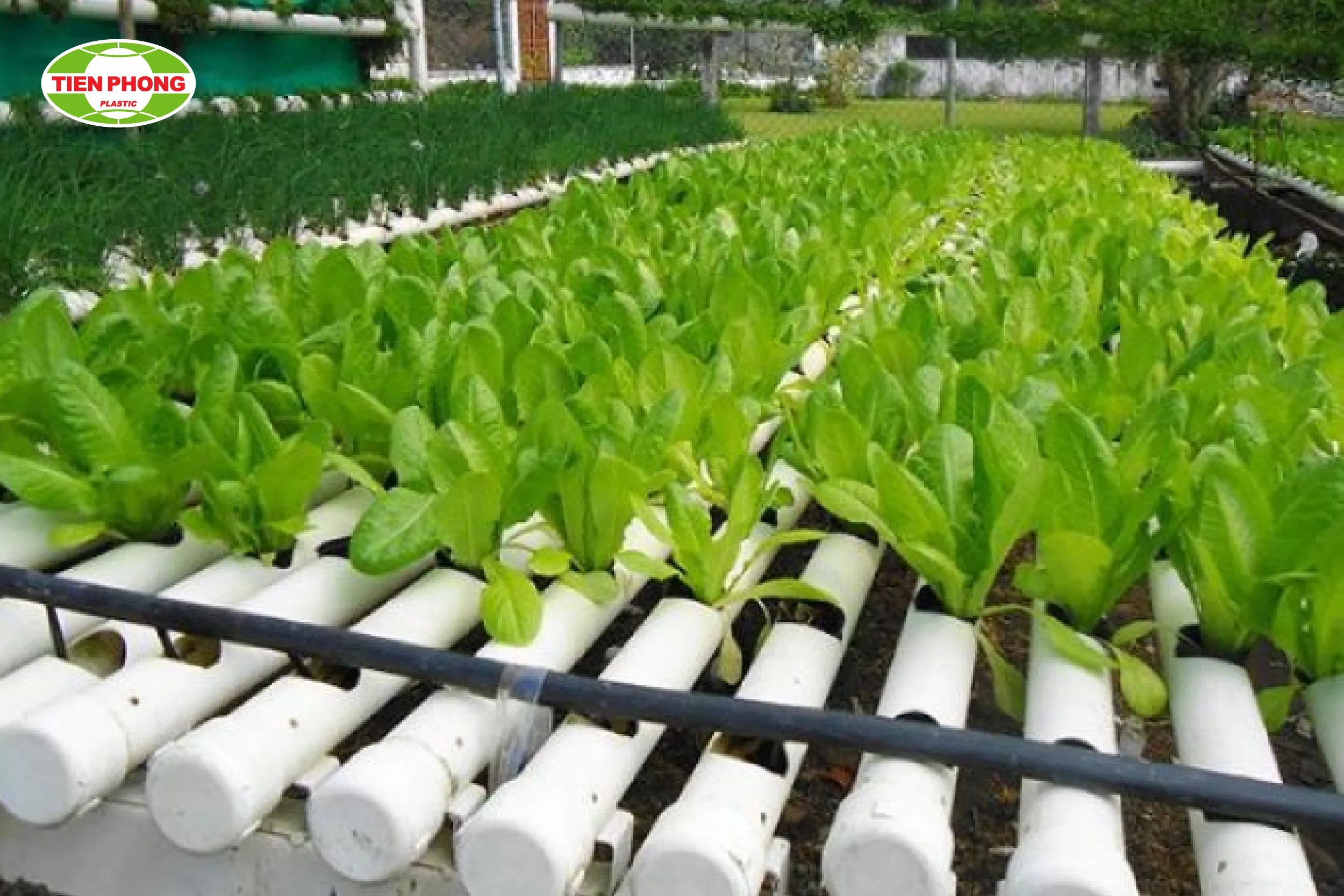 Hệ thống trồng thủy canh kiểu ngang