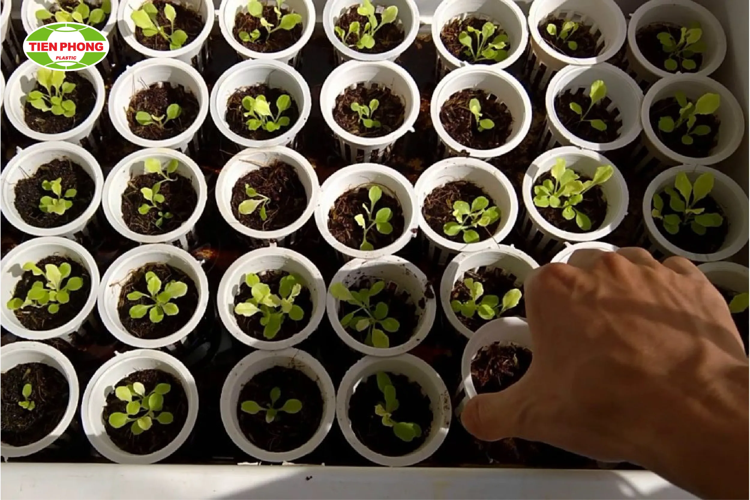 Gieo hạt giống và ươm cây con