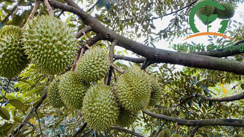 Kỹ thuật phòng trị bệnh cây sầu riêng Ri6