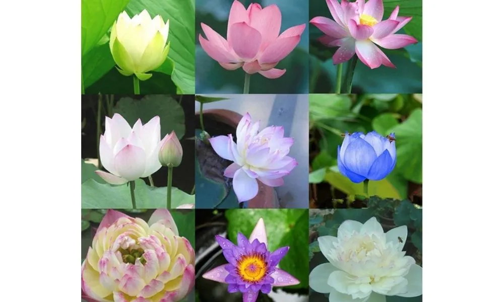 Sen Nhật mini nhiều màu, hoa lớn, cánh xếp tầng, thích hợp trồng chậu nhỏ.