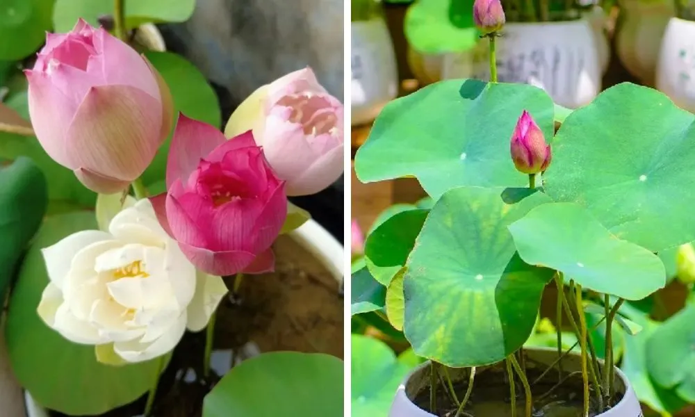 Hướng dẫn cách trồng sen Nhật trong nước, cách chăm sóc đúng cách