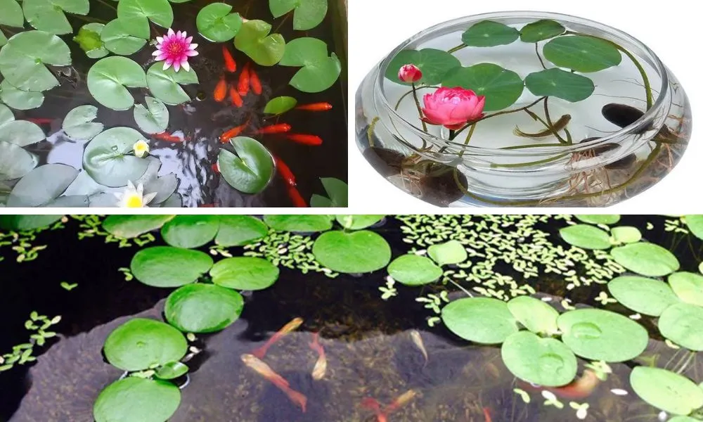 Trồng sen nhật mini kết hợp nuôi cá cảnh