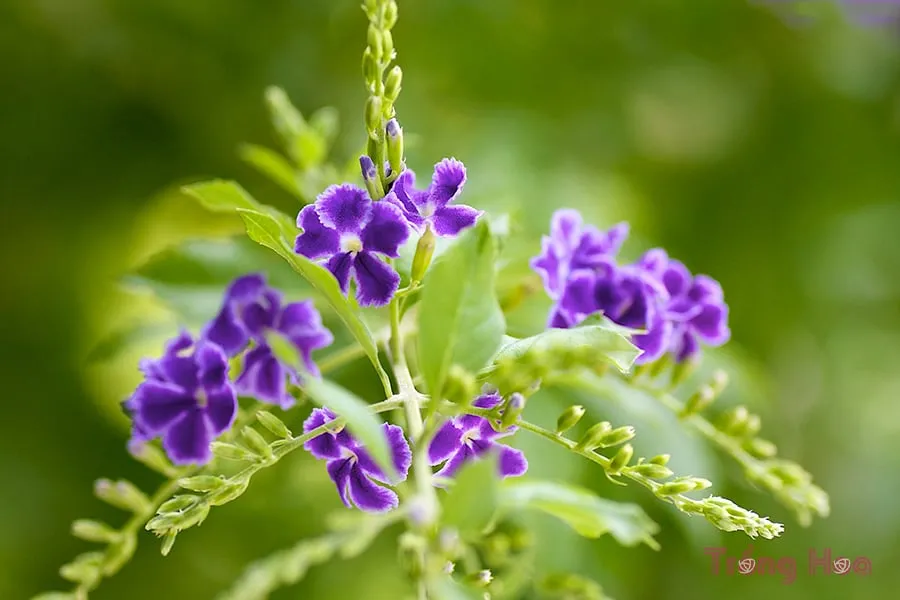 Cách trồng cây hoa găng tím