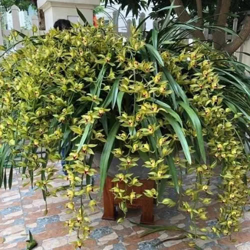 Địa Lan Trần Mộng ra hoa sai kép và màu sắc rực rỡ