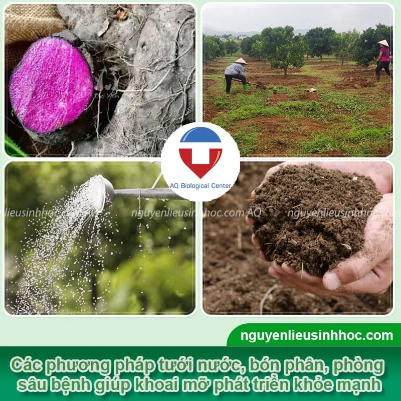 Chi tiết các phương pháp giúp khoai mỡ phát triển khỏe mạnh, đạt năng suất cao
