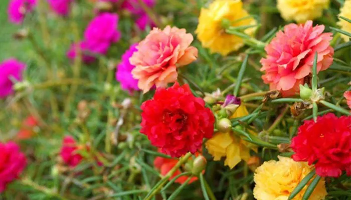 Dụng cụ và các bước cơ bản để thực hiện cách trồng hoa mười giờ tại nhà