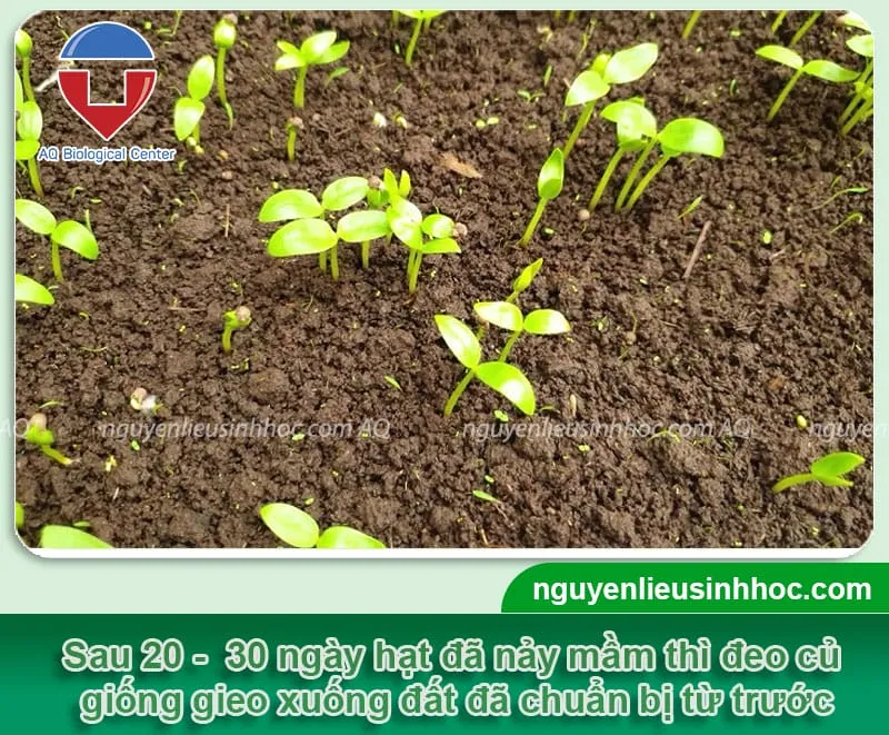 Hướng dẫn cách trồng khoai mỡ từ củ trong chậu tại nhà