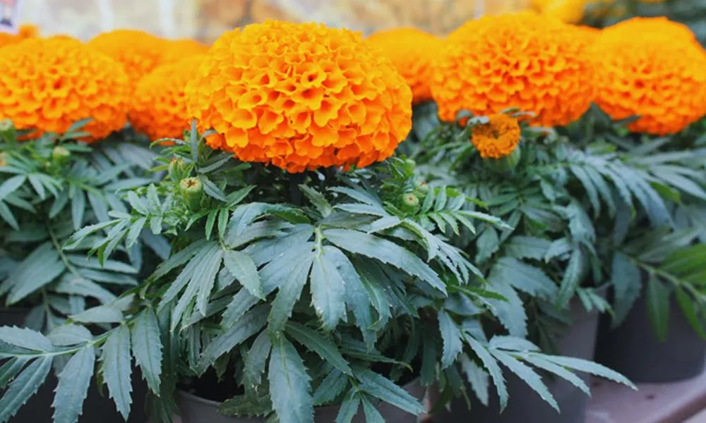 Hoa Vạn Thọ với sắc vàng tươi rực rỡ, biểu tượng của sự sung túc ngày Tết Nguyên Đán