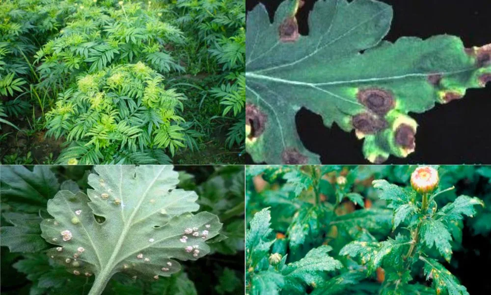 Kiểm tra và phòng ngừa các loại sâu bệnh gây hại là khâu then chốt trong cách trồng hoa tết vạn thọ