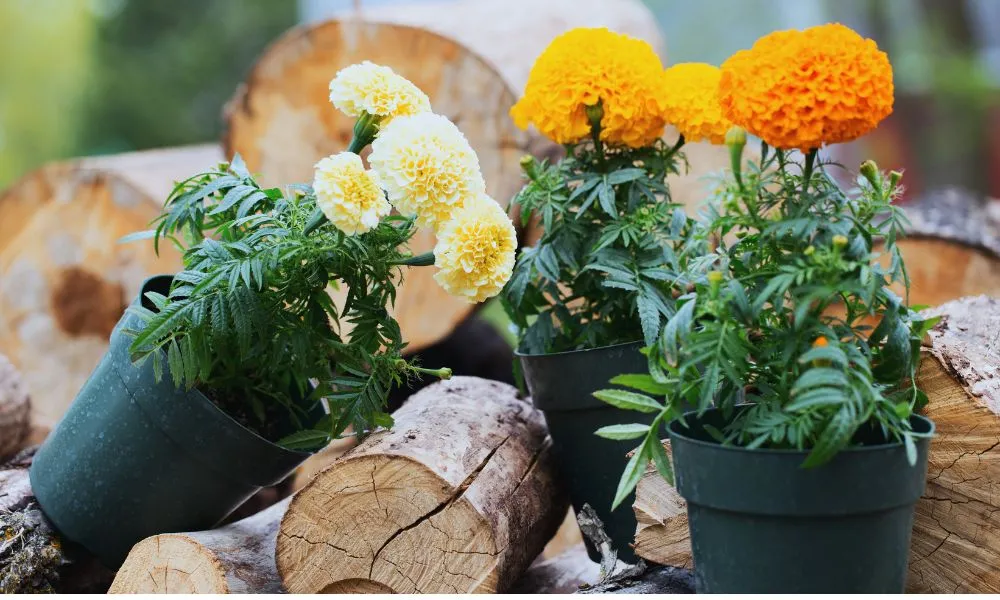 Loại hoa vạn thọ lùn và cao đều phù hợp để áp dụng cách trồng hoa tết và trang trí nhà cửa