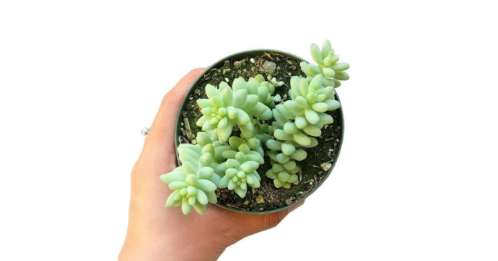 Hướng Dẫn Chi Tiết A-Z Cách Trồng Hoa Sen Cảnh Trong Chậu Nhanh Ra Hoa Và Bền Đẹp