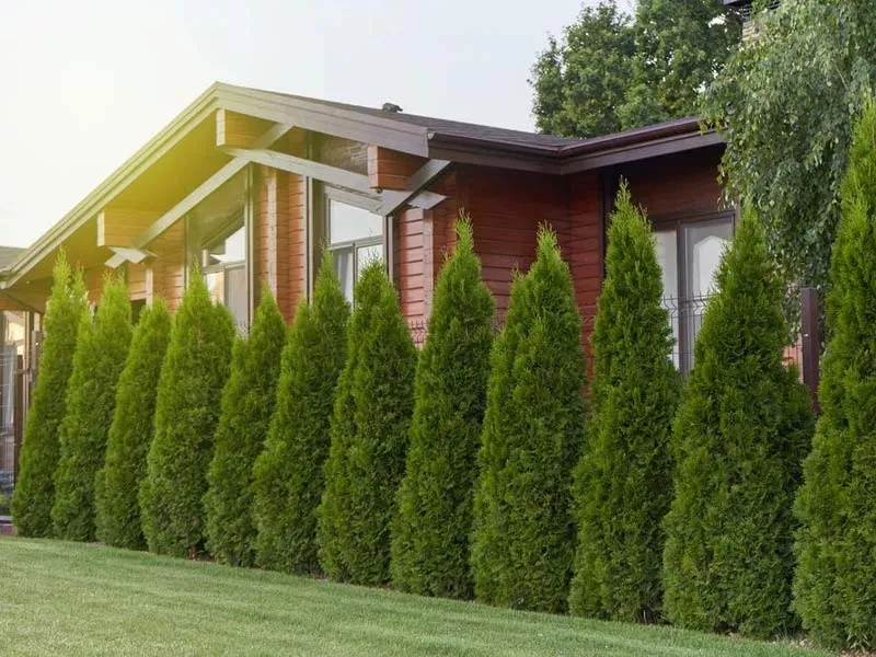 Hàng rào cây xanh giúp tạo không gian xanh mát và bảo vệ ngôi nhà