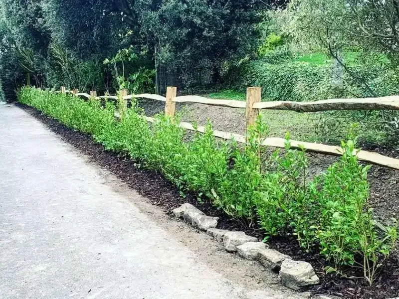 Các bước trồng cây làm hàng rào chi tiết và đúng kỹ thuật