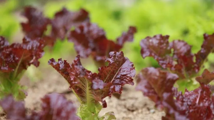 Chủ vườn đang gieo hạt giống xà lách chịu nhiệt vào khay ươm đã được chuẩn bị với hỗn hợp đất tơi xốp