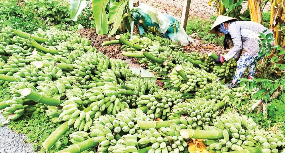 Thu hoạch chuối xiêm