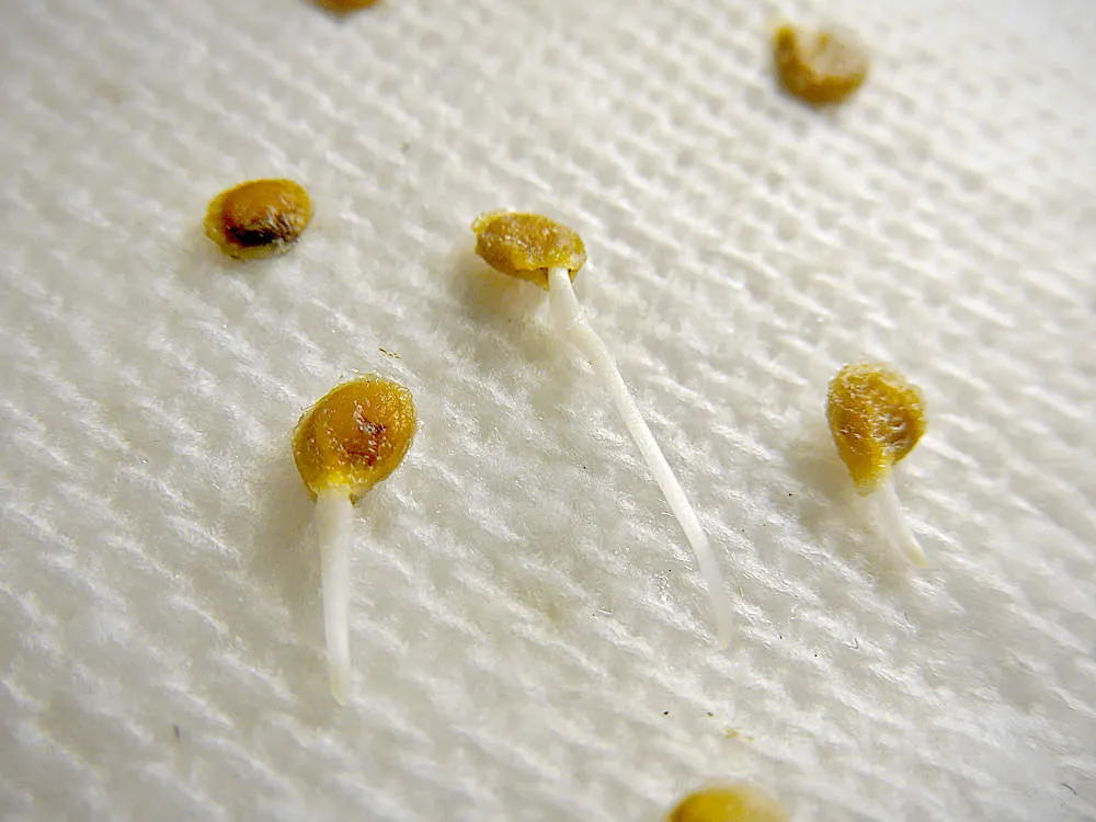 Hạt giống cà chua đã được ủ và bắt đầu nứt nanh, sẵn sàng để gieo trồng