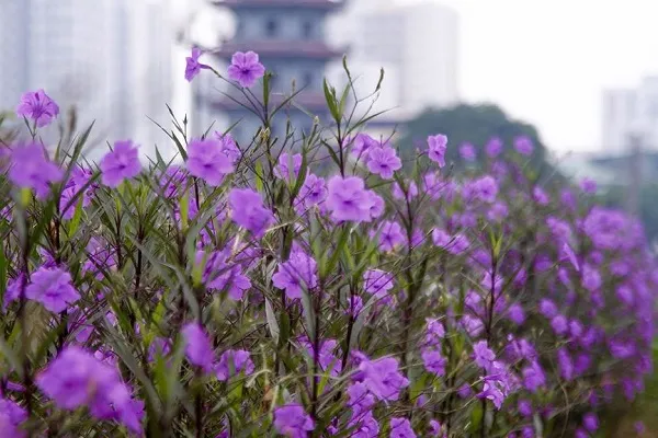 Hoa Chiều Tím tạo điểm nhấn màu sắc độc đáo cho cảnh quan