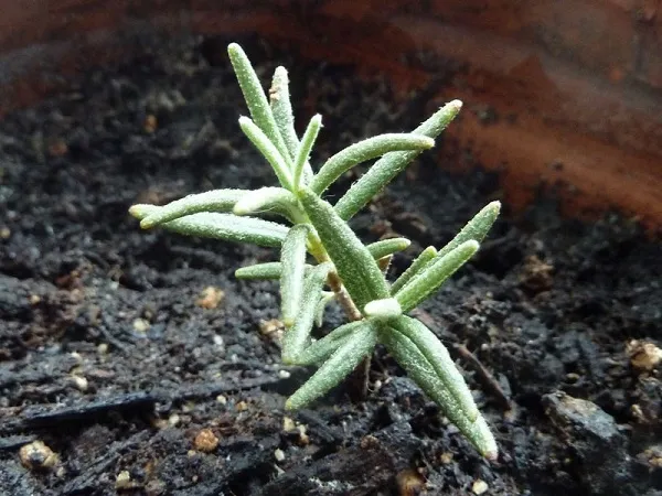 Cây Hương Thảo non đã lớn từ phương pháp cách trồng hương thảo bằng hạt