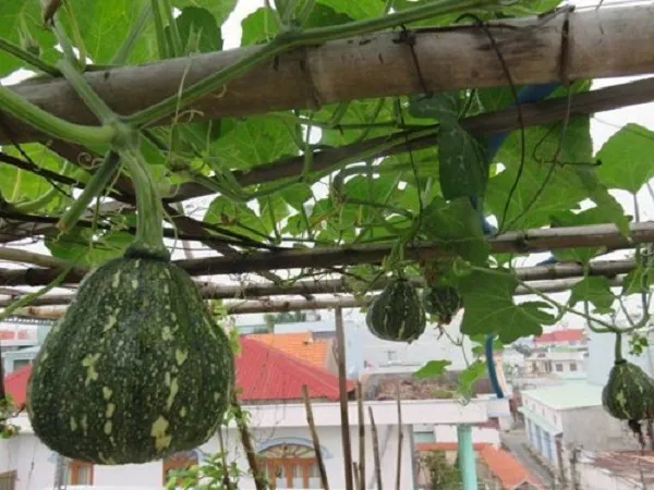 Cấu trúc giàn leo chữ A cho cây bí đỏ phát triển tối ưu