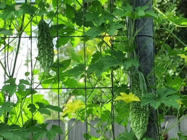 Làm giàn leo cho Khổ Qua vững chắc để cây có thể tự bám và đạt năng suất tốt