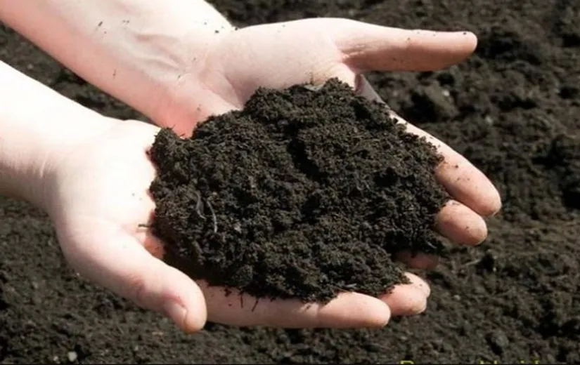 Quá trình giâm lá cây Kim Tiền trong đất, bước đầu tiên của cách trồng cây kim tiền