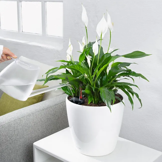 Lựa chọn cây Lan Ý non khỏe mạnh trước khi trồng