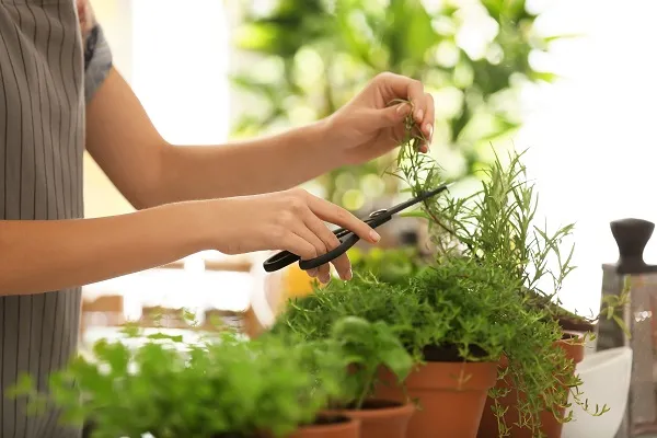 Chăm sóc và cắt tỉa đúng kỹ thuật cho cây Hương Thảo giúp cây sinh trưởng tốt và ra hoa đẹp