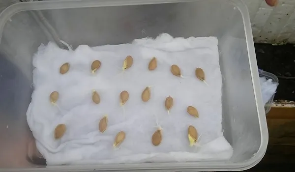 Quy trình ủ hạt giống bí đỏ giúp tăng tỷ lệ nảy mầm