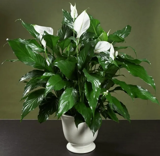 Cây Lan Ý với lá xanh đậm và bông hoa màu trắng