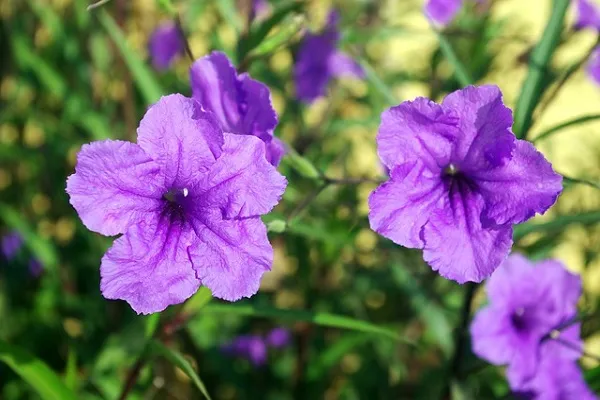 Hoa Chiều Tím nở rộ với sắc tím rực rỡ dưới ánh nắng ban mai