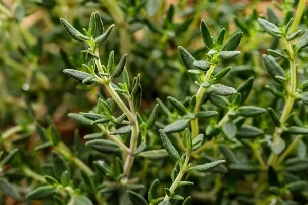 Cây Hương Thảo Mê Điệt Hương với những cành lá xanh tươi có thể dùng để làm gia vị hoặc chiết xuất tinh dầu